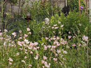 Pink Evening Primrose