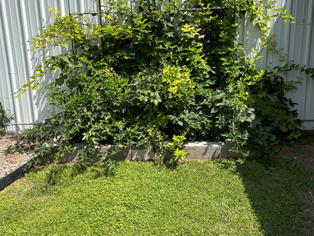 July Gardening