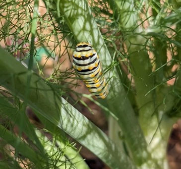 A Swallowtail Tale