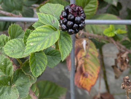 NQR or Not Quite Right