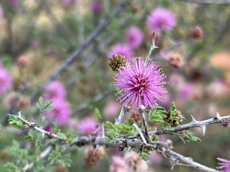Native Mimosas