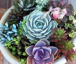 Choosing a Succulent