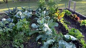 Fall Garden Calendar