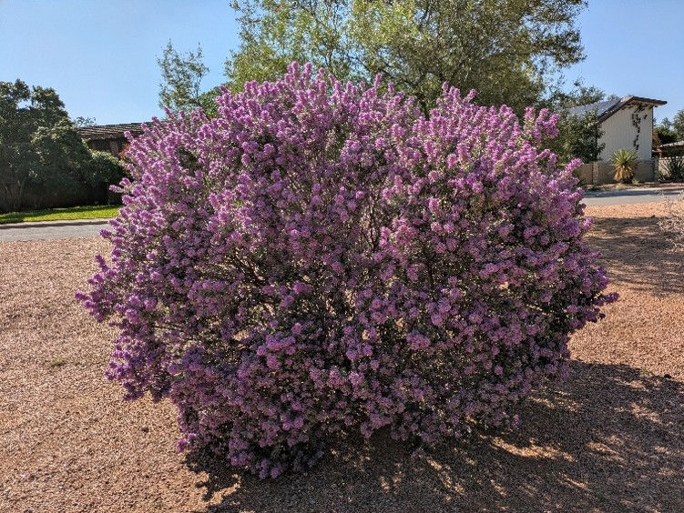 Barometer Bush