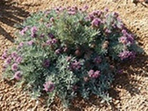 Gray Creeping Germander