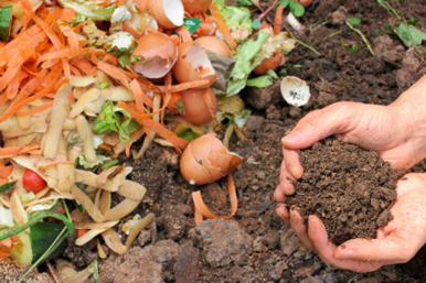 Compost or Mulch?