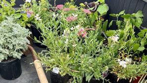 The Return of the Gardener