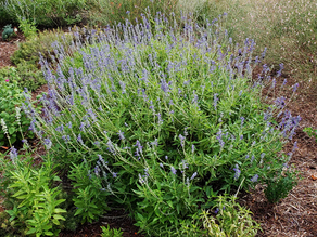 Mealy Blue Sage