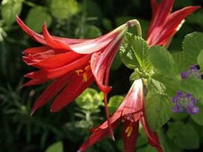 Oxblood Lilly