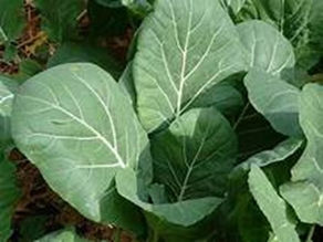 Collard Greens