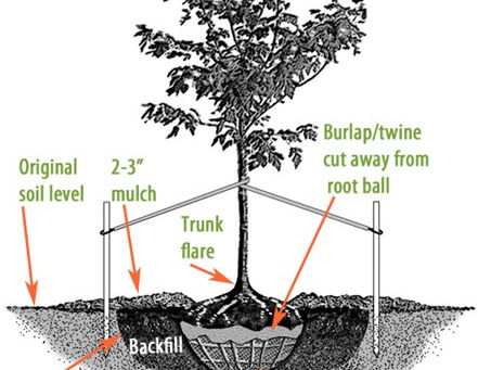October is Time to Plant Trees