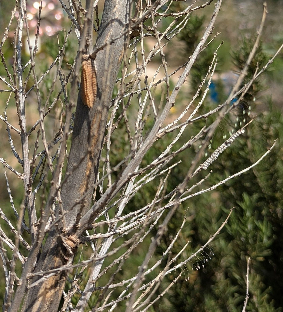 Praying Mantis Egg Case and Lacewing Eggs on Nolina Photo by Emmy Ulmschneider