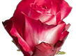 5ca6b80ac72615a79f3b282cb82704db_edited.png