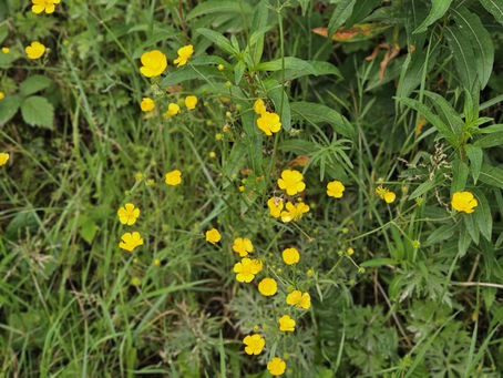 Picture of green grass and buttercup yellow flowers