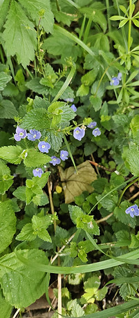 Photo of greenery and blue flowers in the forground