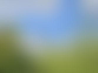Photo of green bushes with butterfly in the distance