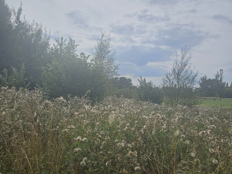 Picture of bloomed cotton flowers against blue sky