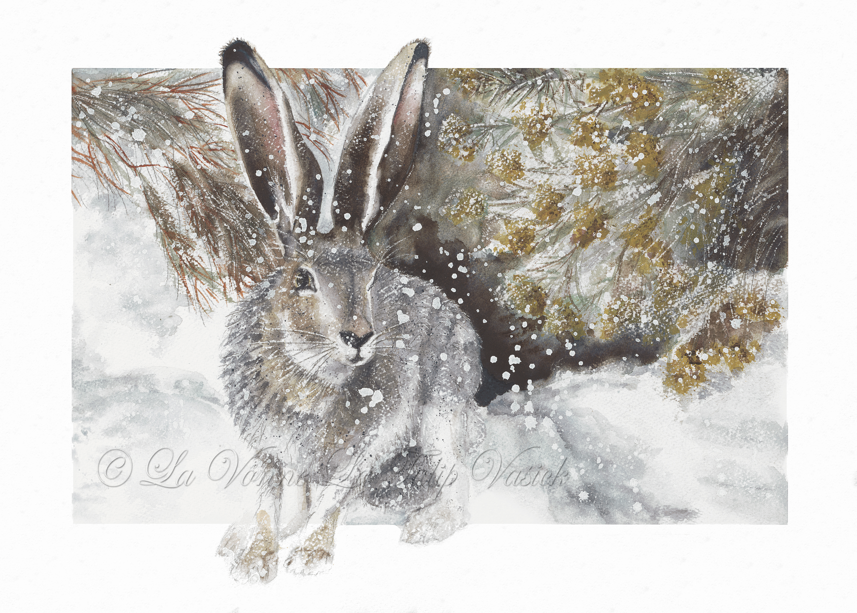 Jack Rabbit - Snow Den