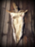 Thumbnail: Rocky Mountain Coyote Pelt