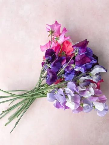 A lively bouquet the Rainbow Sweet Pea Mix by The Flower People, highlighting a charming assortment of pink, purple, and white flowers.