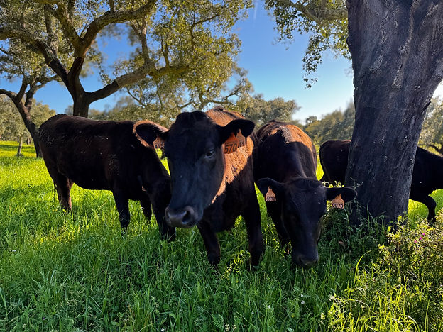 Wagyu under oak trees