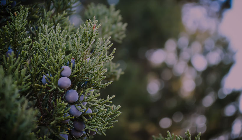 Juniper Plant_edited.jpg