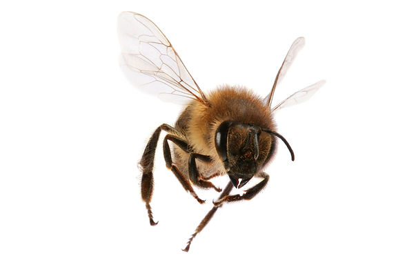 Honey bee fying on white background