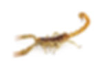 Desert hairy scorpion on white background
