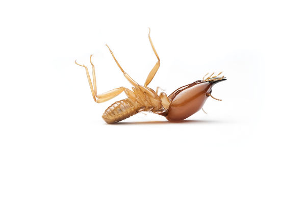 Dead termie soldier on white background