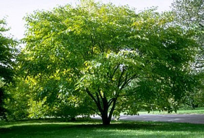 A Mulberry Tree
