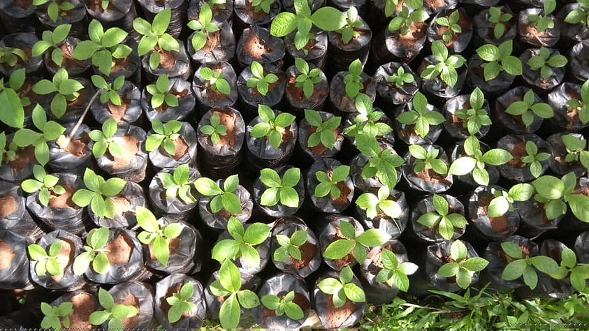 Afforestation Project in Edo State - See