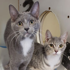 Grey and Cat
