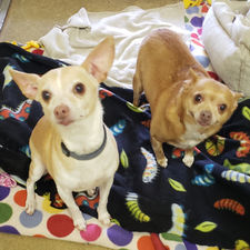 Bambi and Bella