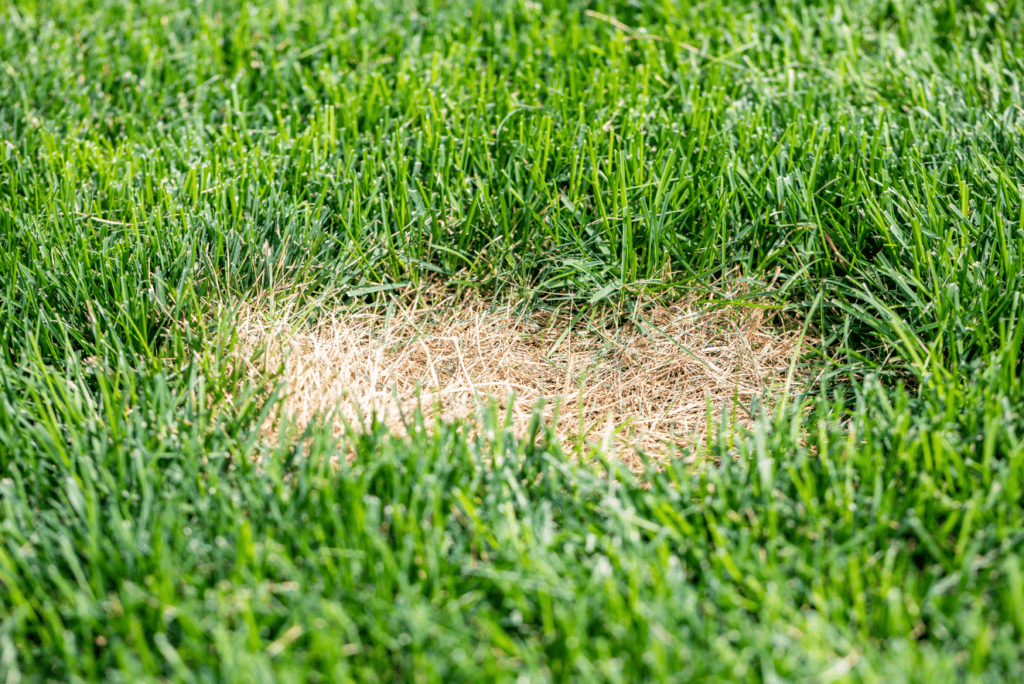 Lawn spots caused by grub infestation