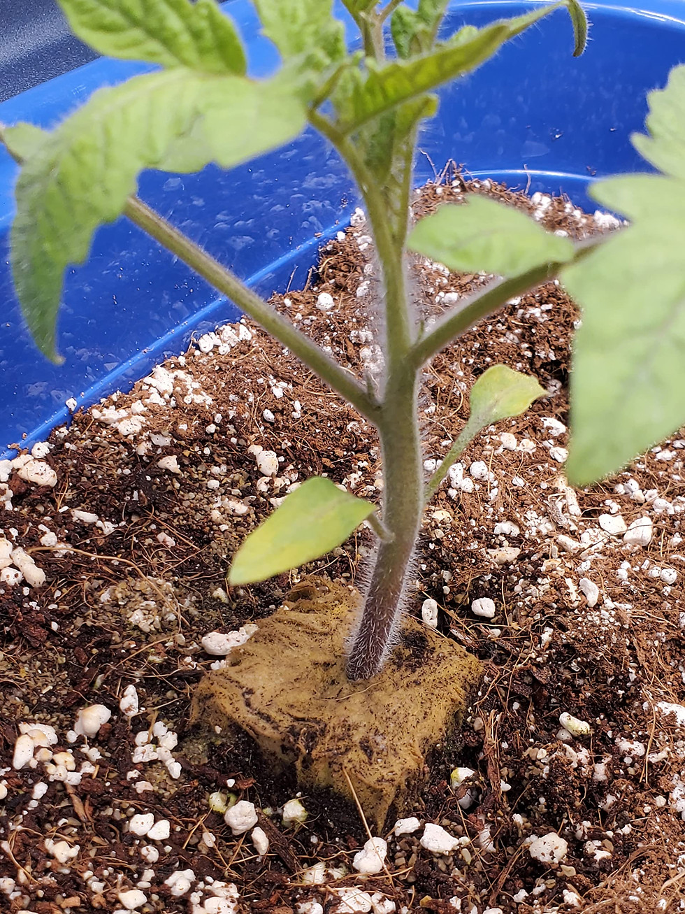 Thumbnail: 10QT Organic Perlite Horticultural Soil Amendment for Plants and Enhanced Dra...