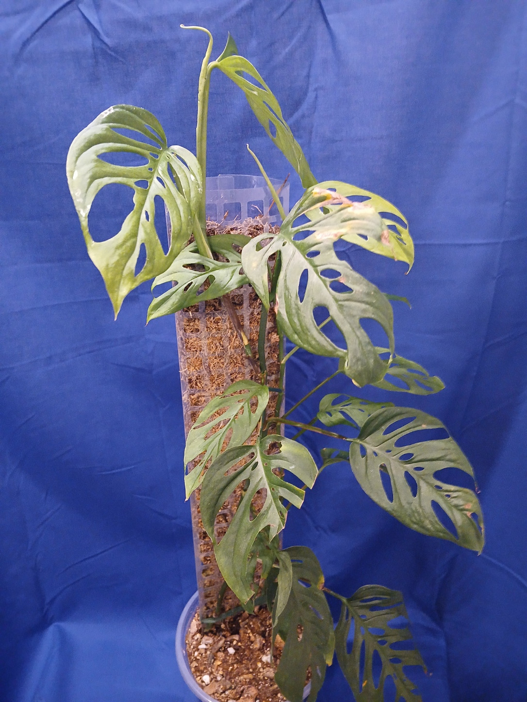 Monstera adansonii