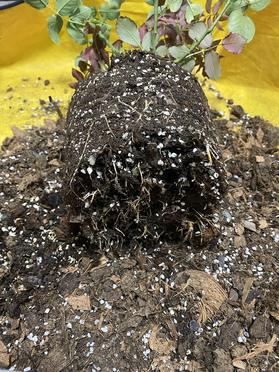 Thumbnail: 10QT Organic Perlite Horticultural Soil Amendment for Plants and Enhanced Dra...