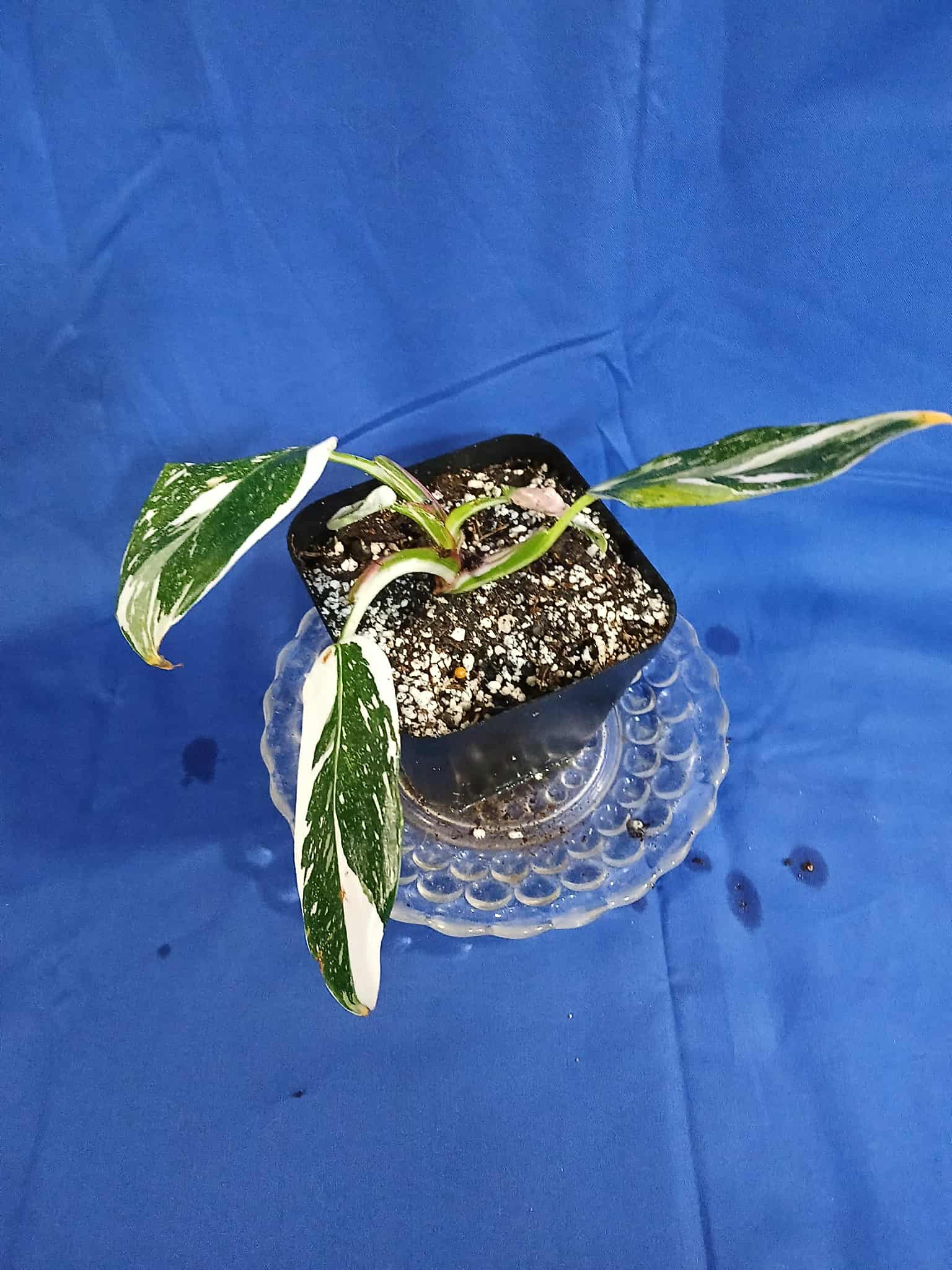 Philodendron White Princess 4"