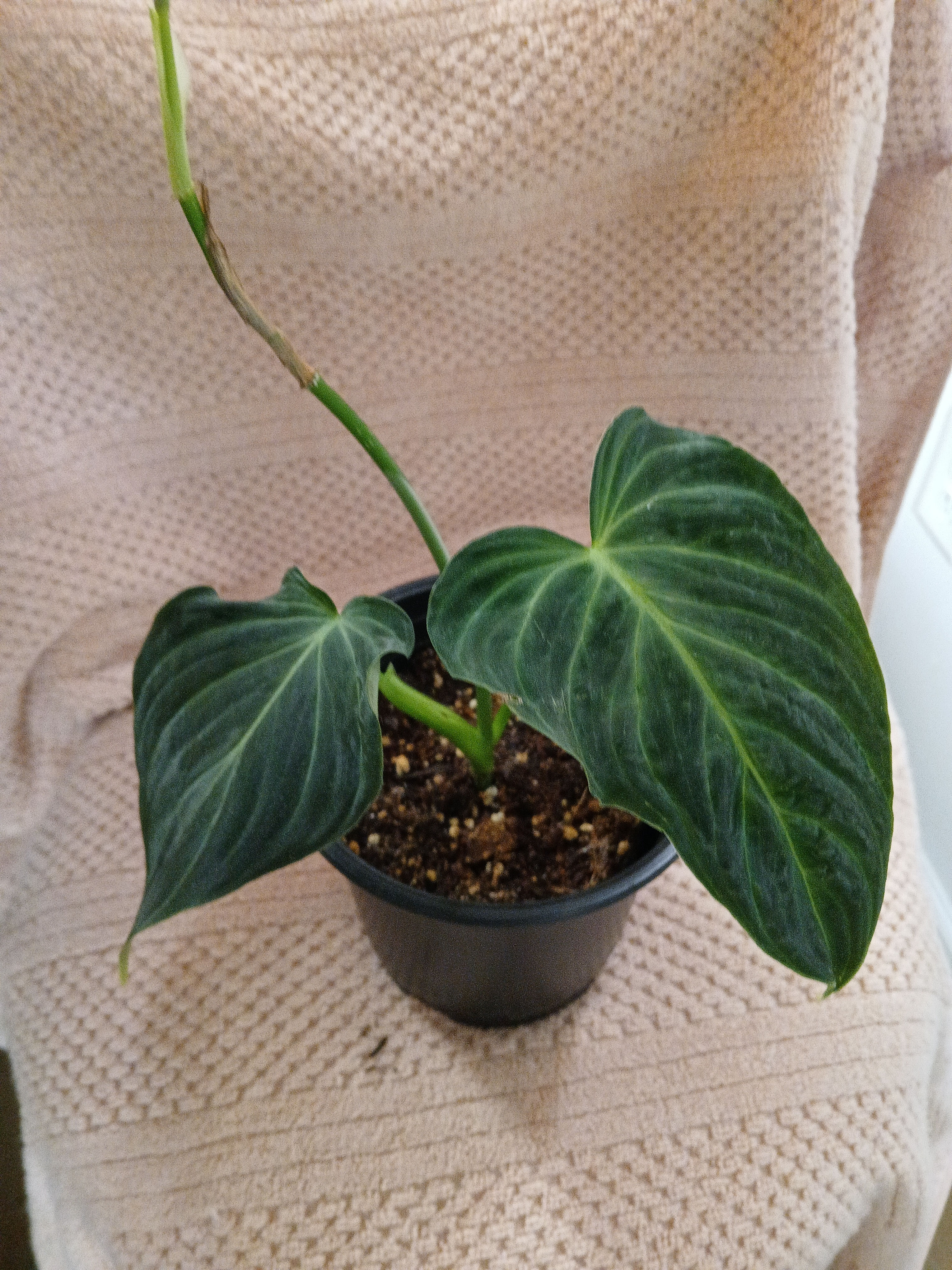 Philodendron Splendid