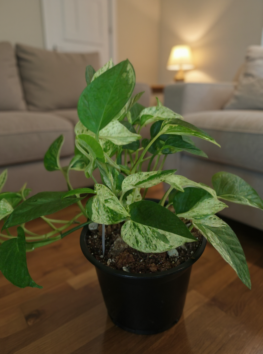 Thumbnail: Marble Queen Pothos