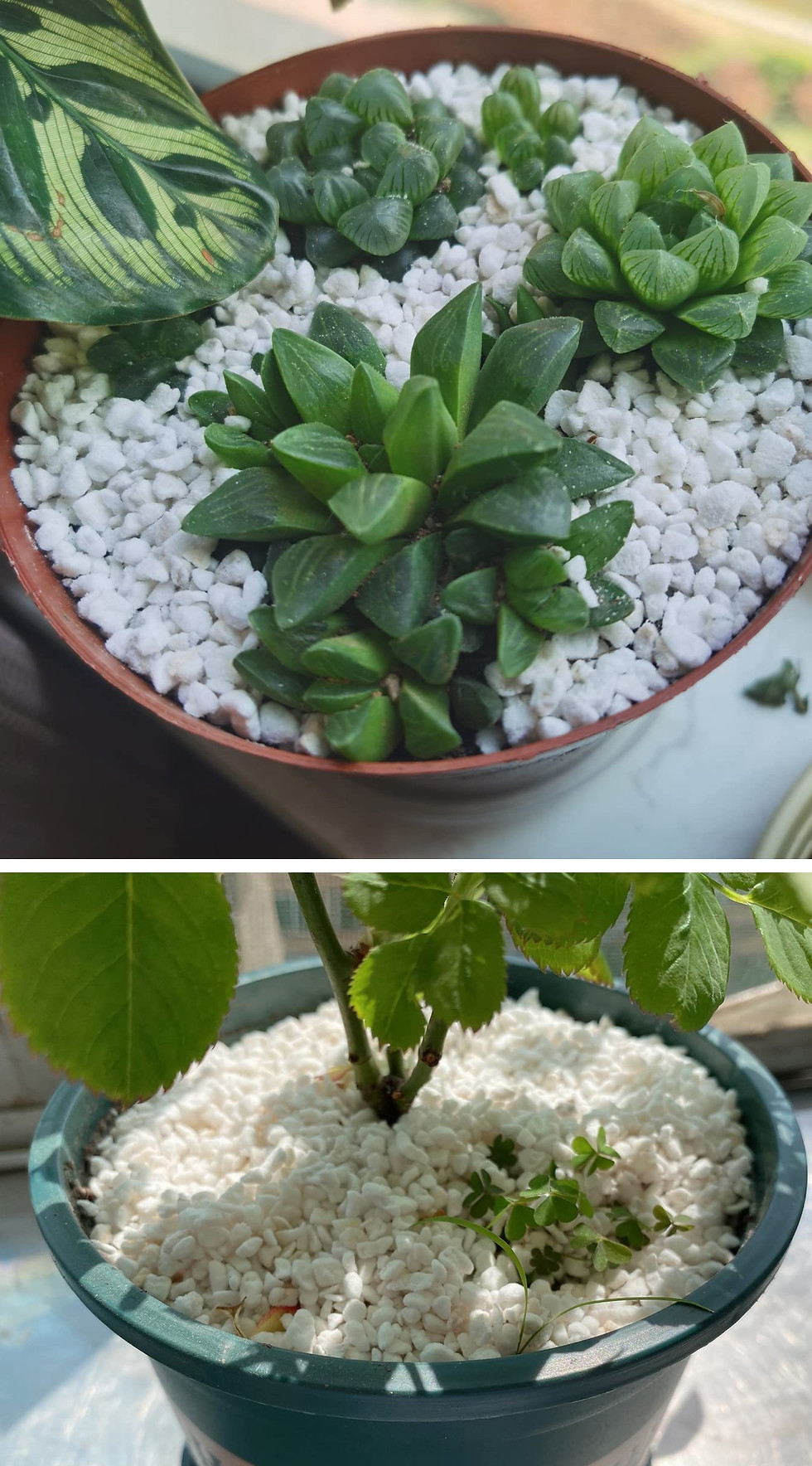 Thumbnail: 10QT Organic Perlite Horticultural Soil Amendment for Plants and Enhanced Dra...