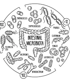Le microbiote : l’organe oublié dans les troubles du comportement alimentaire