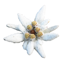 Edelweiss_klein.png