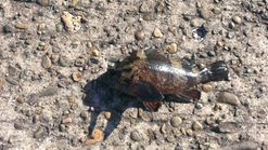 2016年1月9日　　　旧ブログ　釣果報告（アイナメ、カサゴ、クジメ、カレイ、アナゴ）鹿島