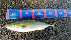 2021年8月21日釣果報告（イナダ）湾奥某所