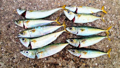 2021年9月17日釣果報告（サバ）千葉港