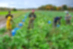 FourTownFarmSeekonkMA-fields2.jpg