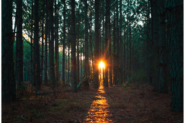 sunlight illuminating a forest path symbolizing stepping into visibility on the healer path