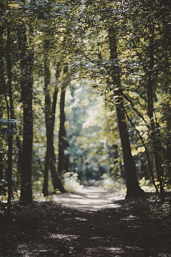 Forest path representing the step-by-step process of establishing a spiritual practice