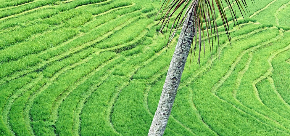 Rice terraces in Ubud Bali representing natural stages of transformation in distance spiritual healing